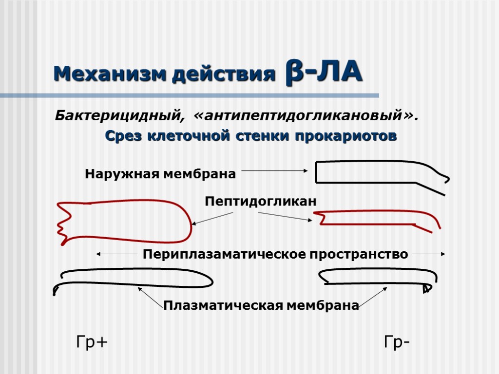 Механизм действия β-ЛА Бактерицидный, «антипептидогликановый». Срез клеточной стенки прокариотов Наружная мембрана Пептидогликан Периплазаматическое пространство